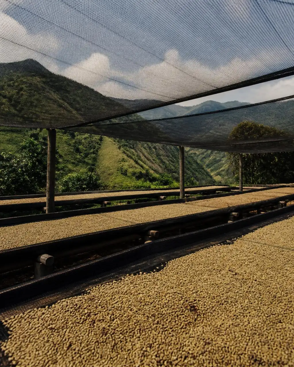 Koffieperceel in Acevedo, Huila, Colombia