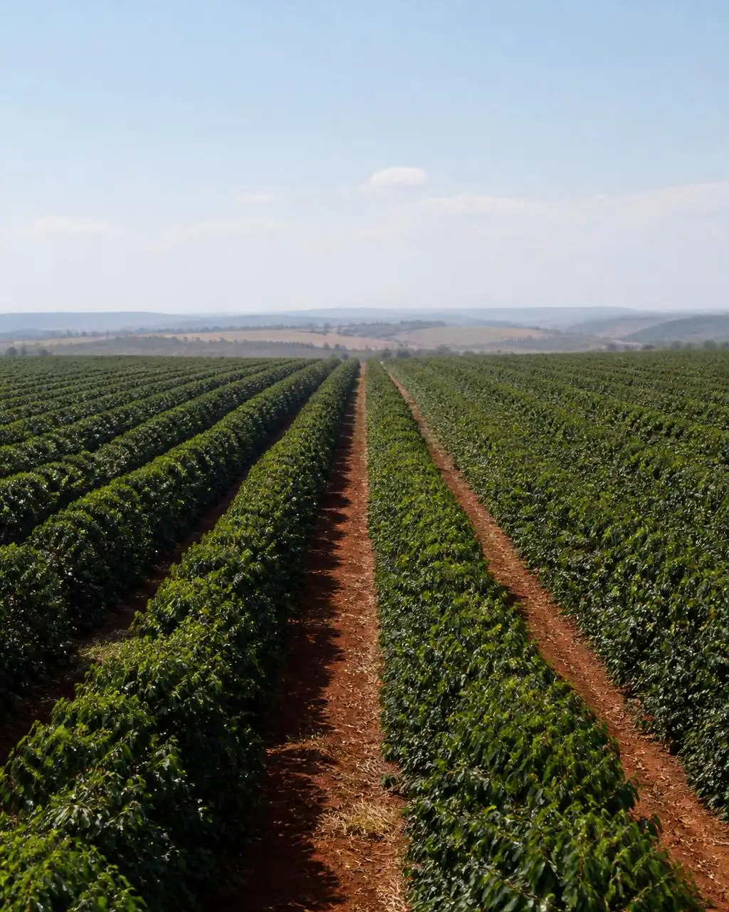 Koffieperceel in Cerrado Mineiro, Minas Gerais, Brazilië