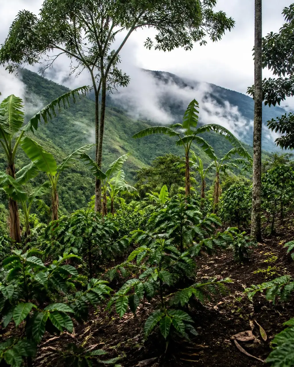 Koffieperceel in Kasese, Rwenzori, Oeganda